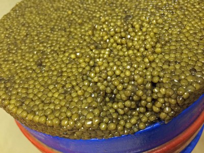 gold caviar tin